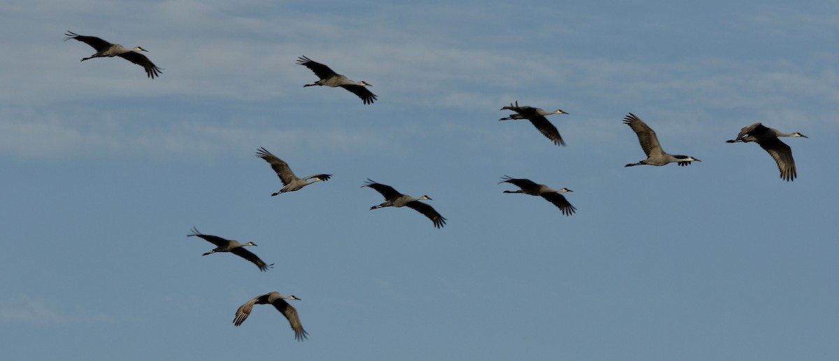 Grulla Canadiense - ML647297127