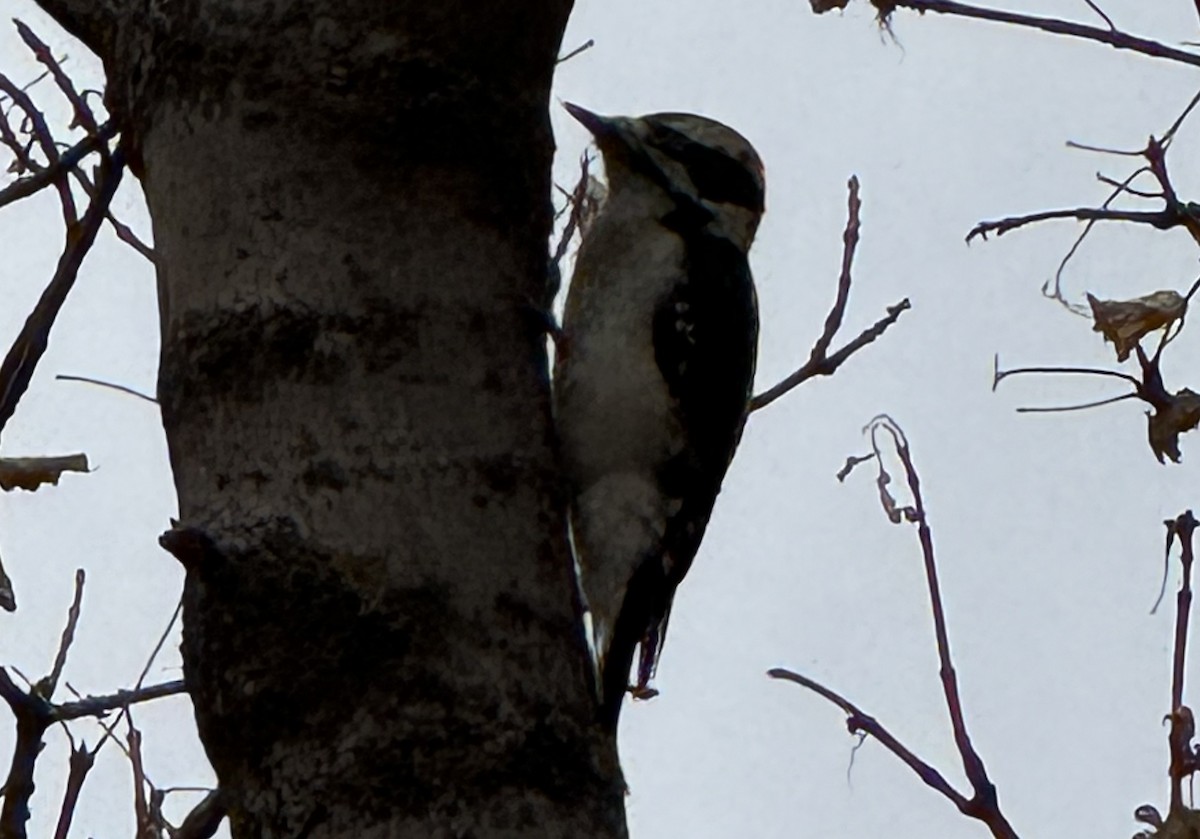 strakapoud osikový - ML647297149