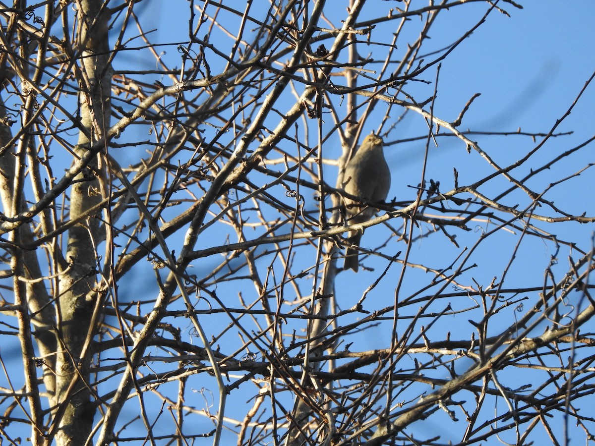 Pine Grosbeak - ML647297154