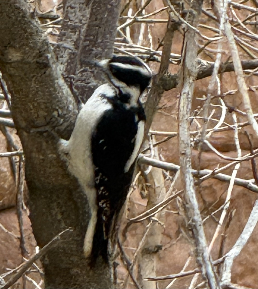 strakapoud americký - ML647297161