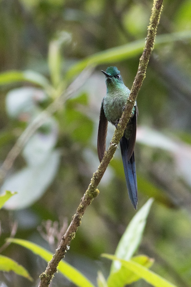 Long-tailed Sylph - ML647297171