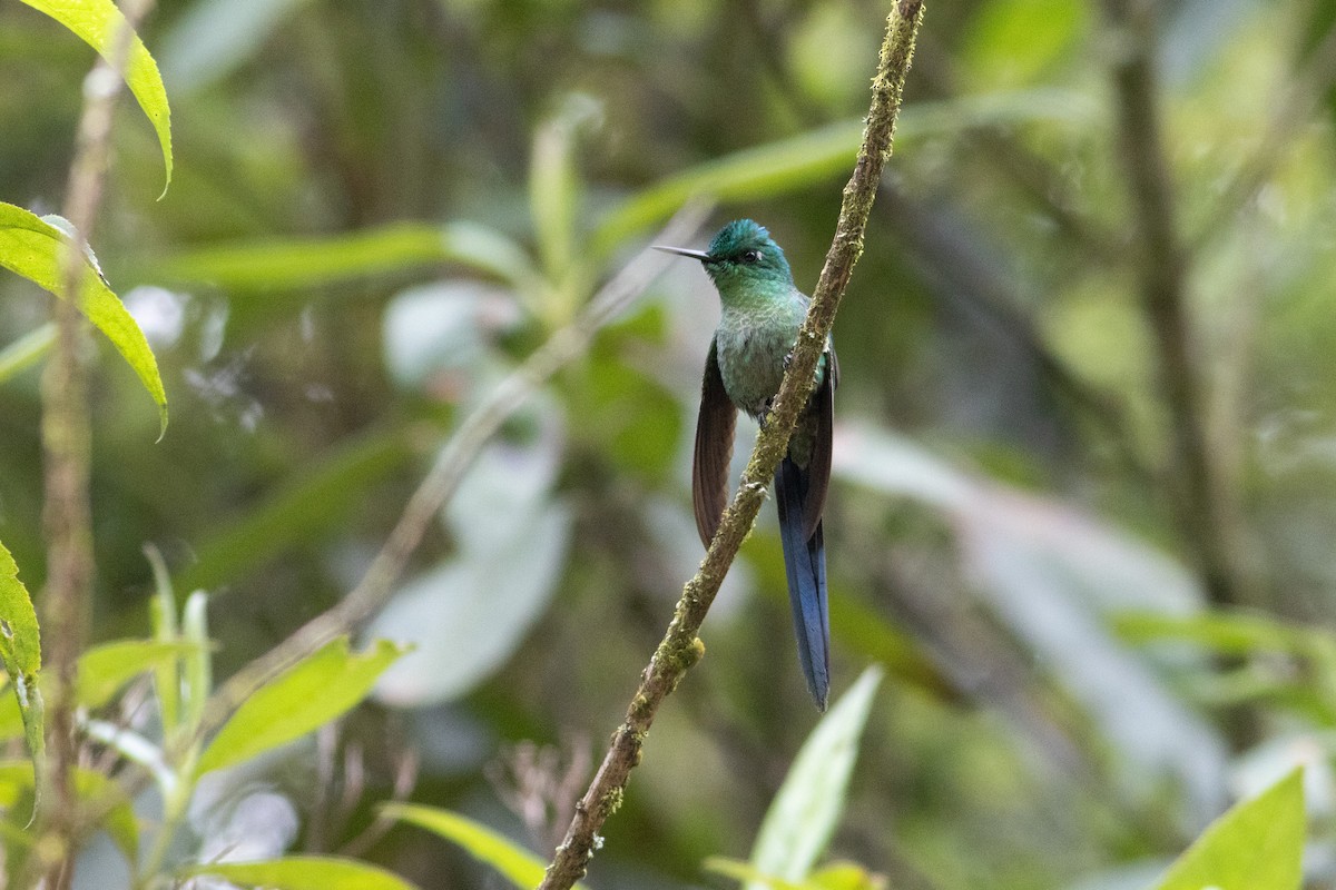 Long-tailed Sylph - ML647297172