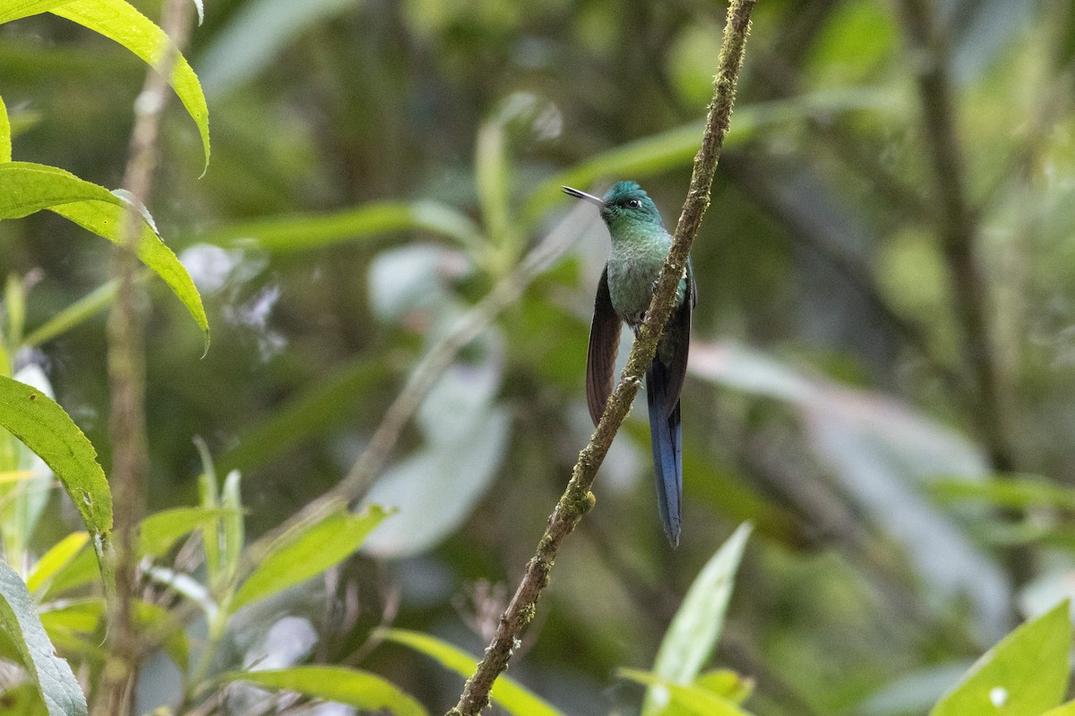 Long-tailed Sylph - ML647297173