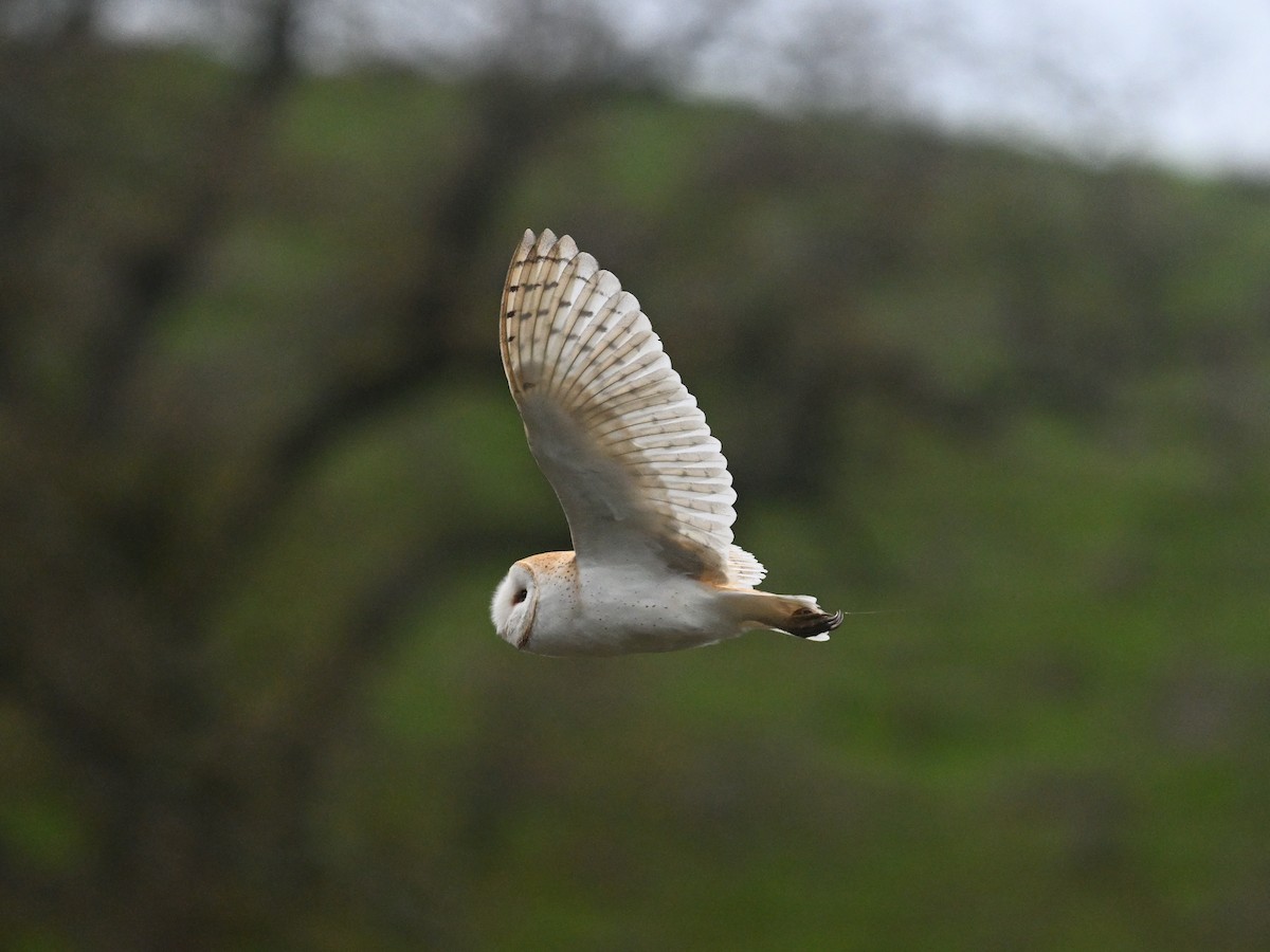 American Barn Owl - ML647297179