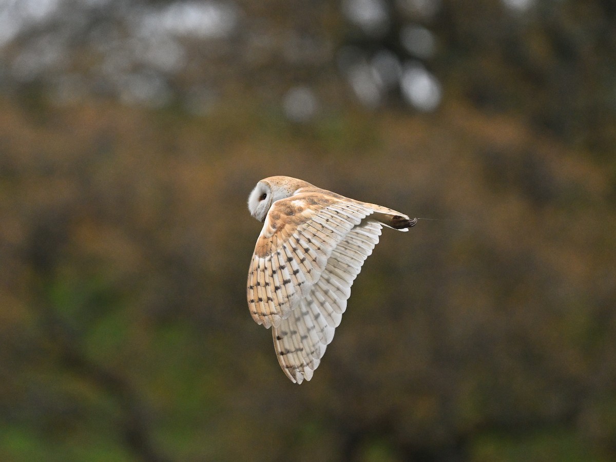 American Barn Owl - ML647297180