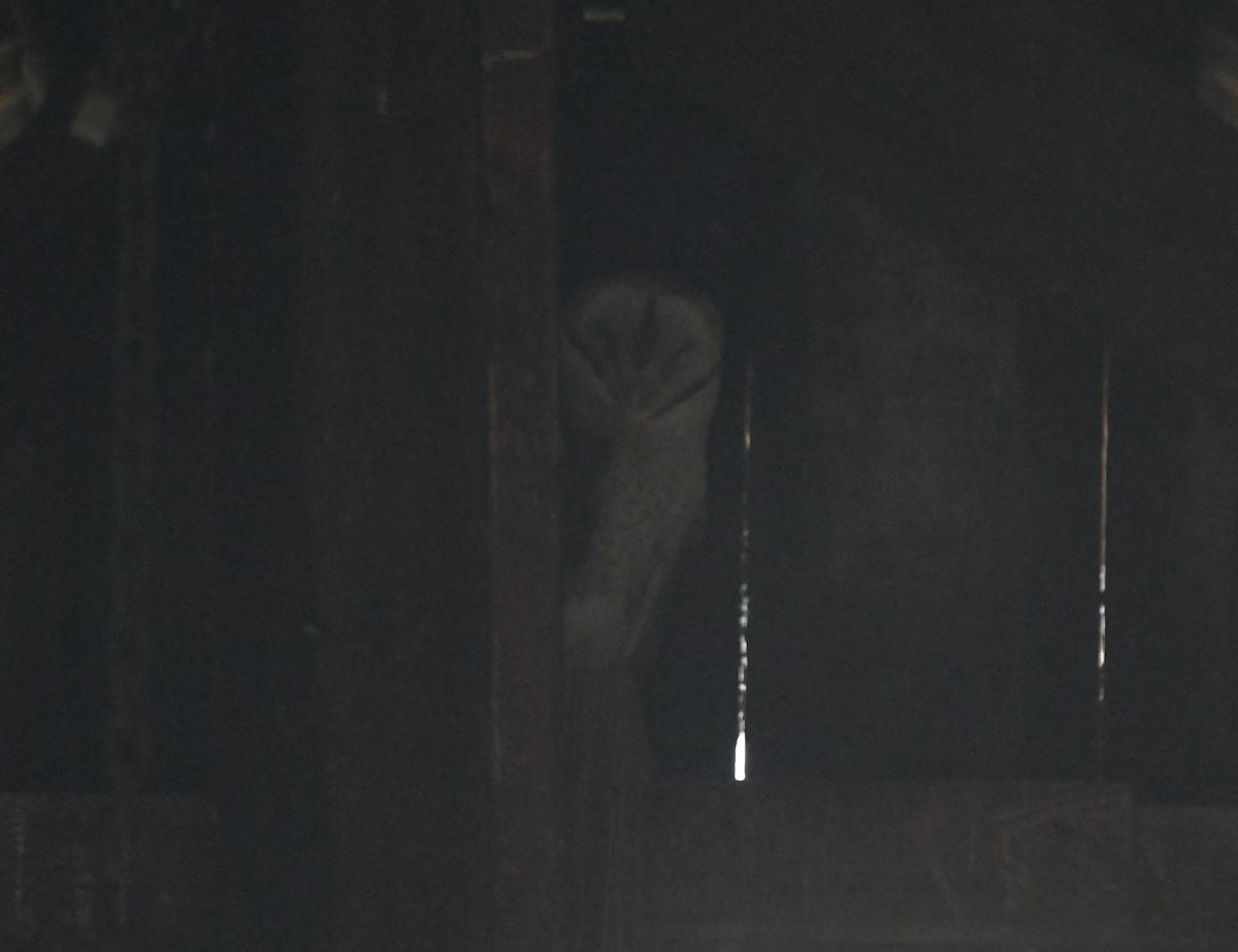 American Barn Owl - ML647297181
