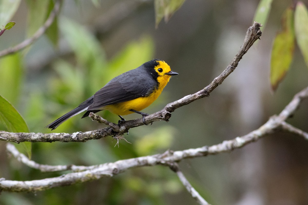 Süslü Ötleğen (chrysops) - ML647297197