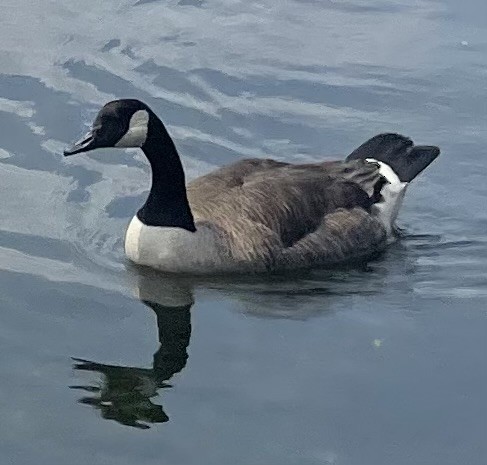 カナダガン - ML647297202