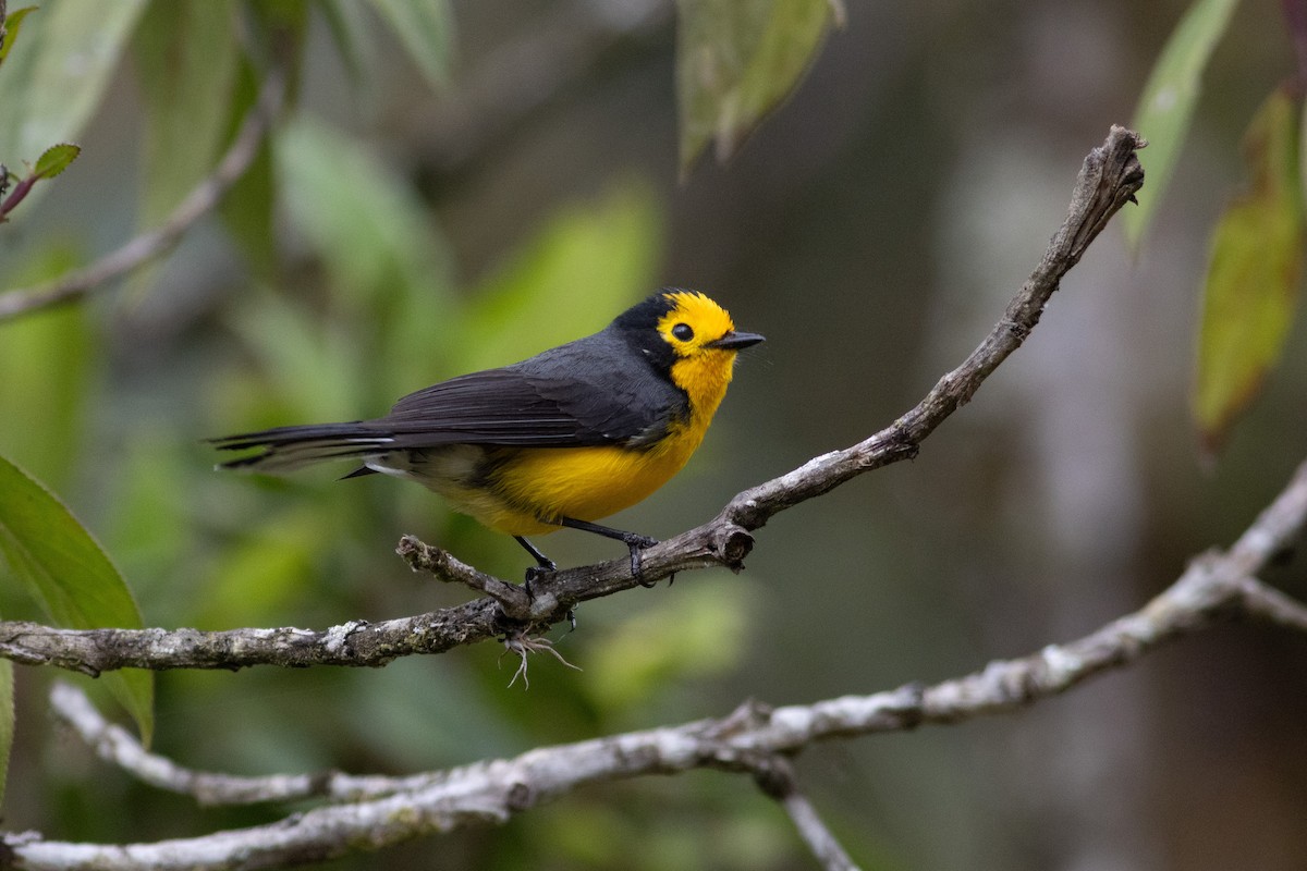 Süslü Ötleğen (chrysops) - ML647297204