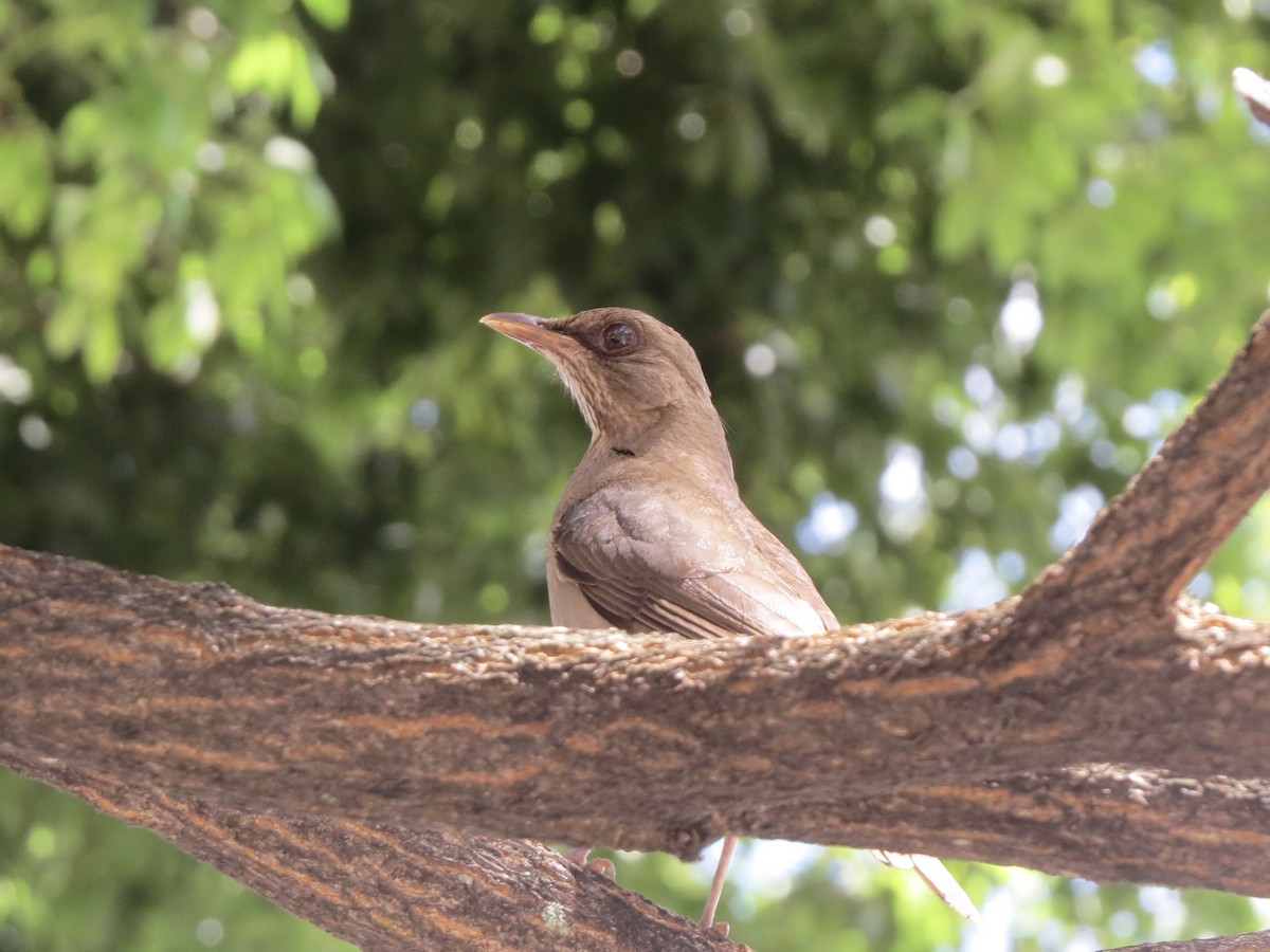 Creamy-bellied Thrush - ML647297206