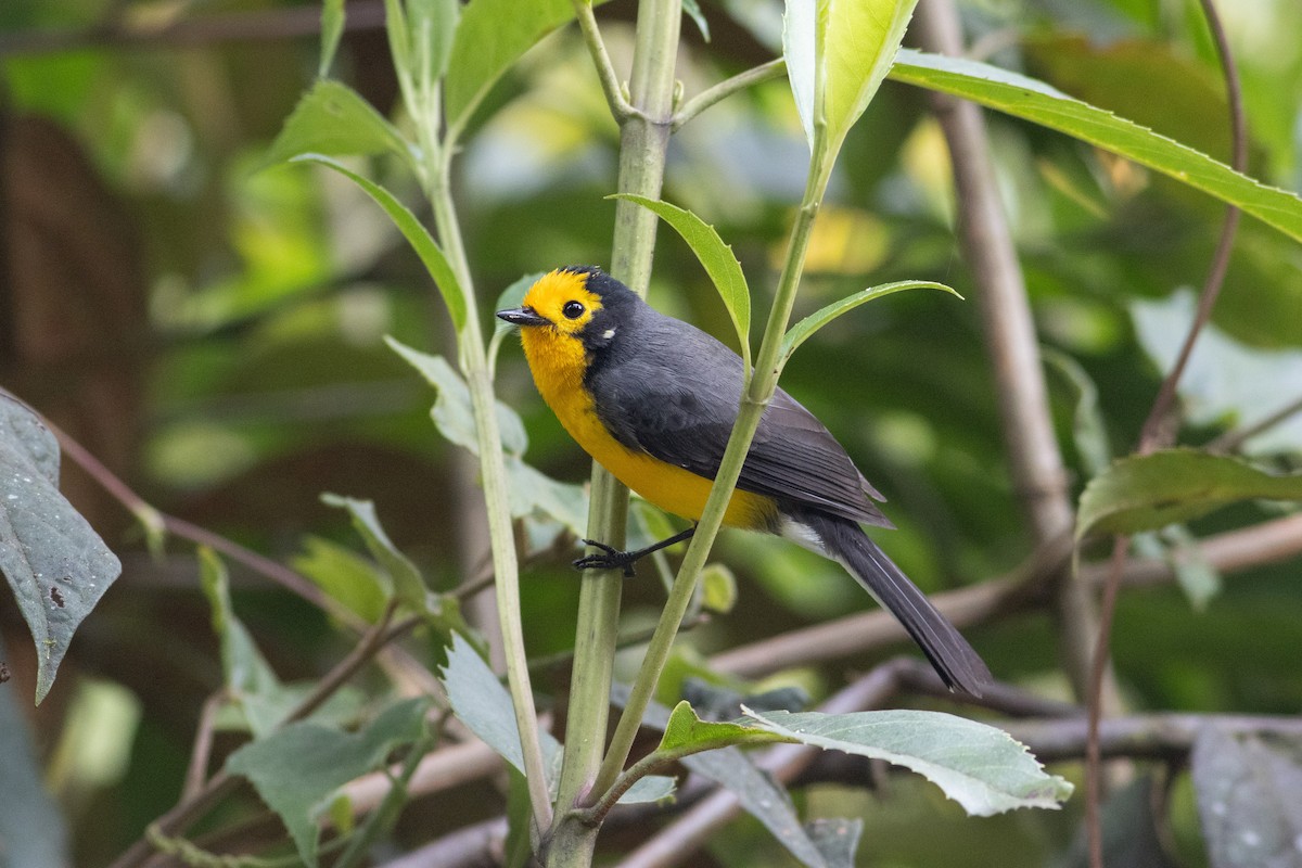 Süslü Ötleğen (chrysops) - ML647297208