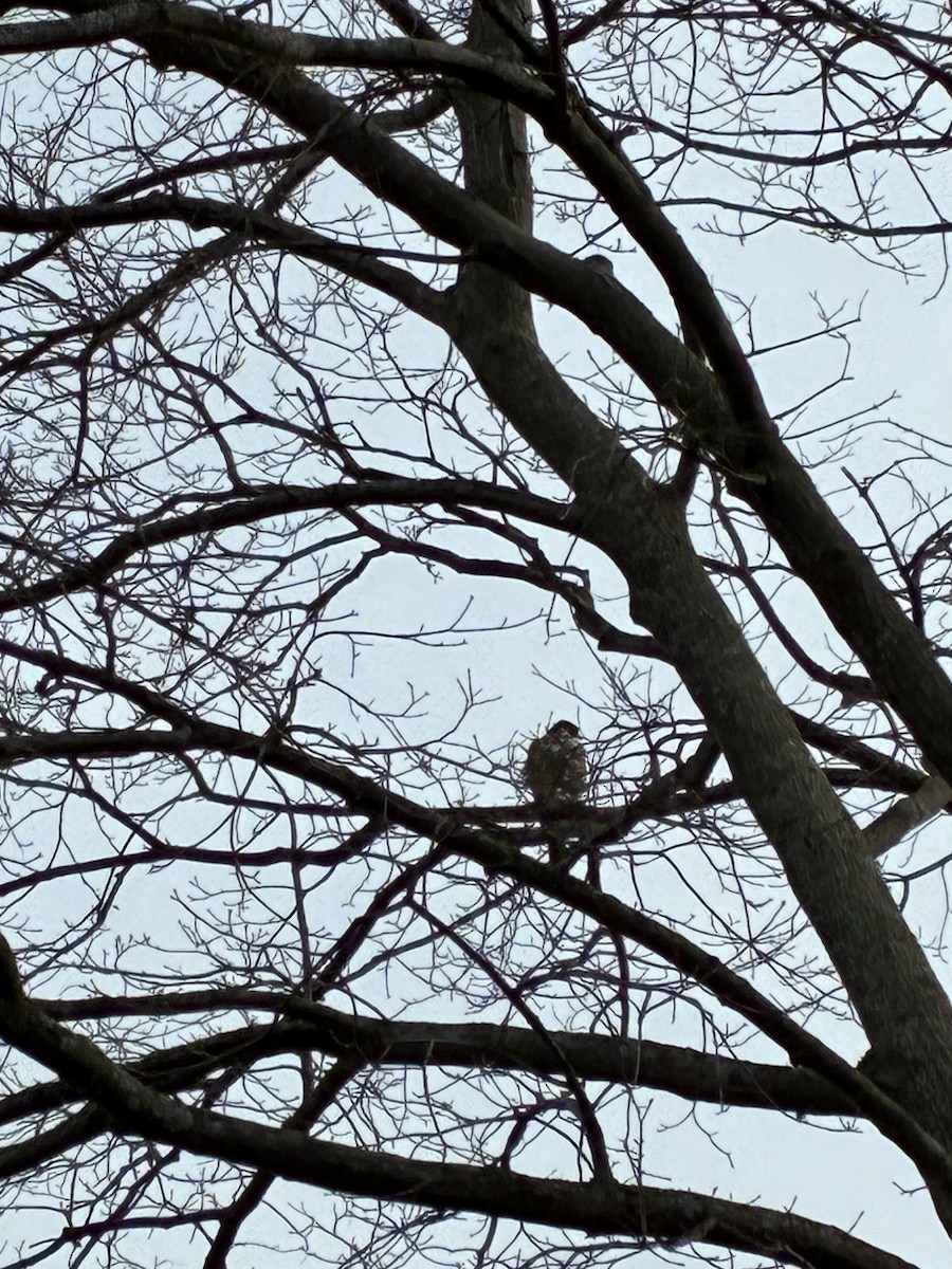 Peregrine Falcon - ML647297209