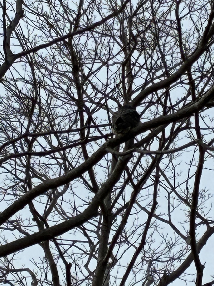 ハヤブサ - ML647297210