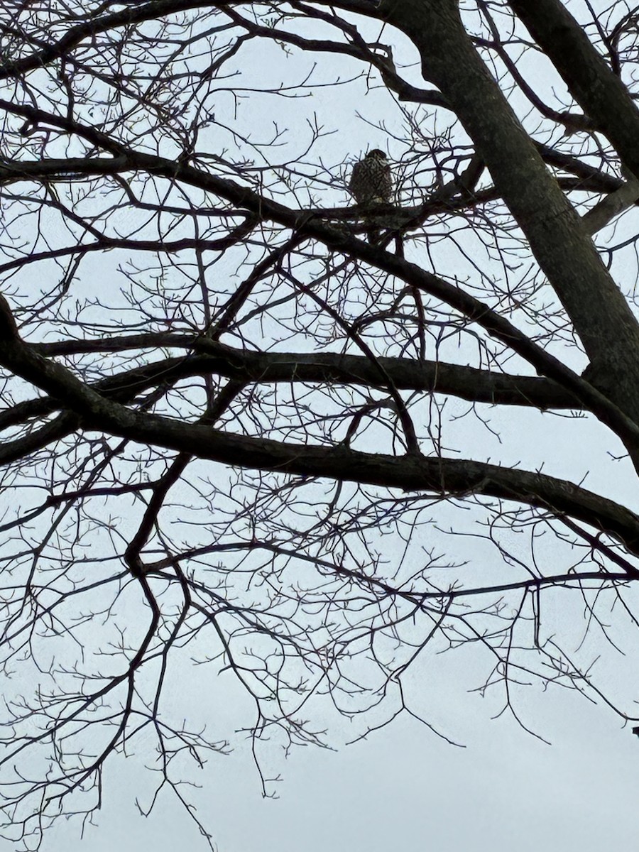 ハヤブサ - ML647297211