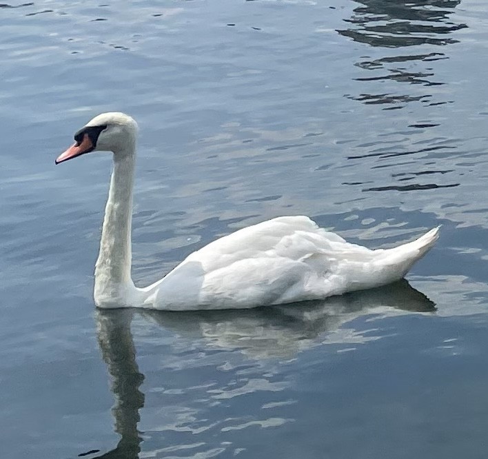 Mute Swan - ML647297213
