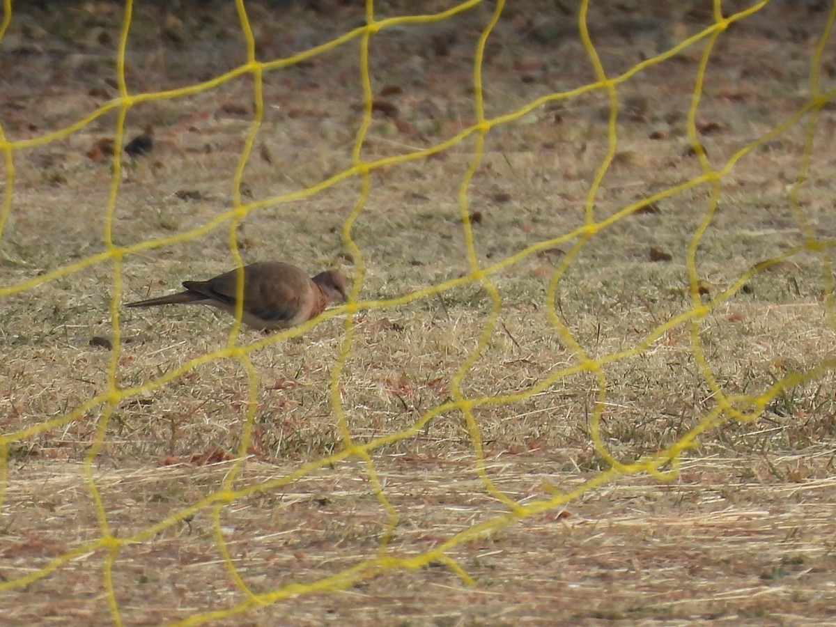 ワライバト - ML647297214