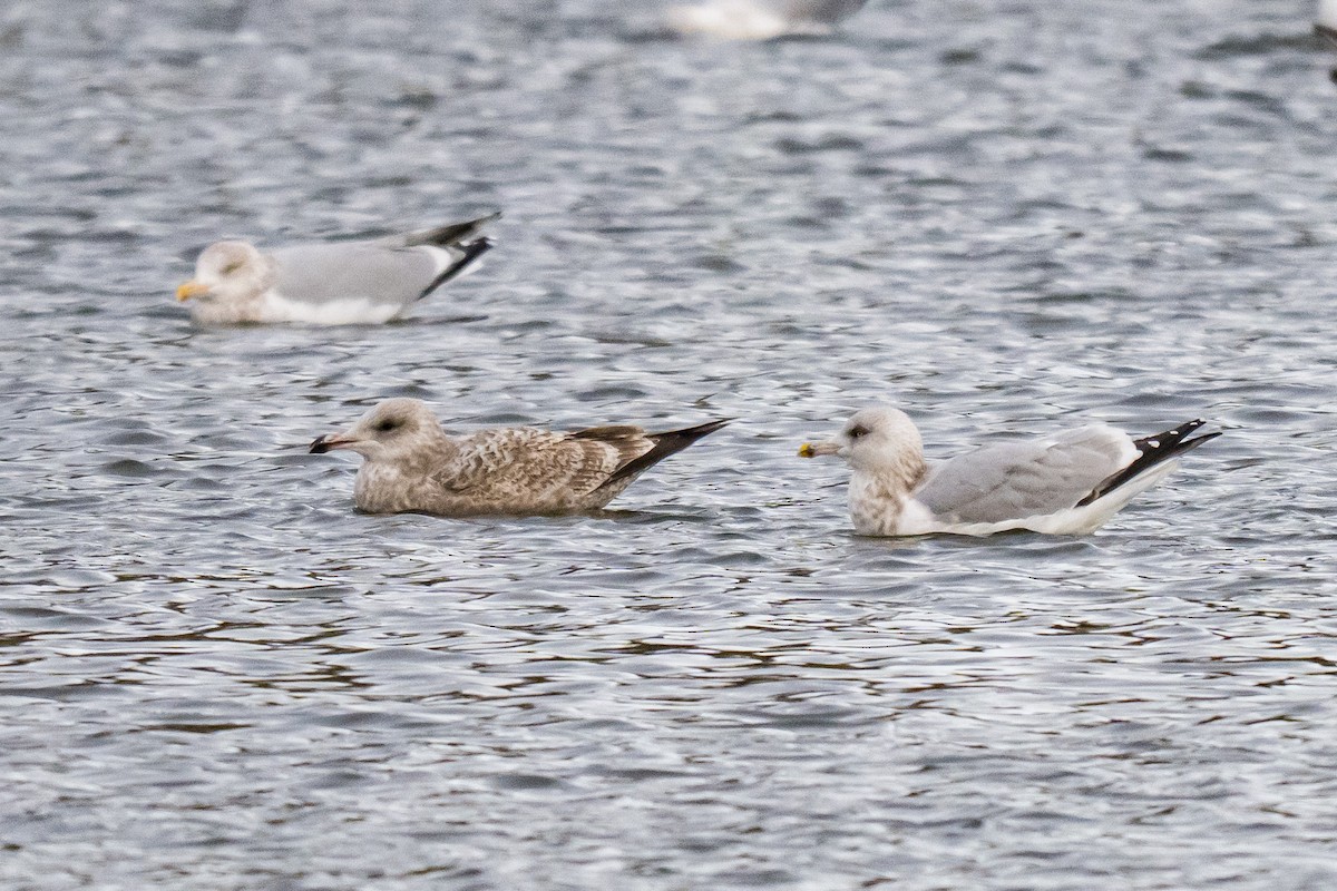 Kanadamöwe - ML647297216