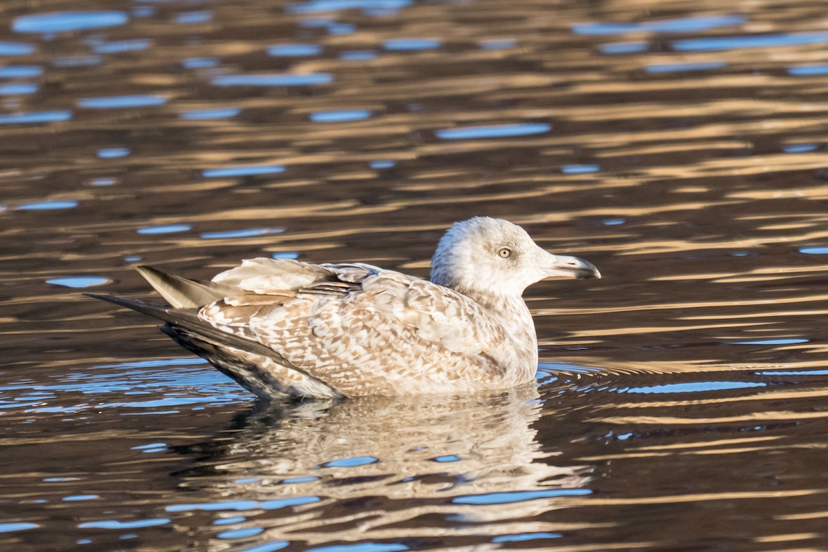 アメリカセグロカモメ - ML647297217