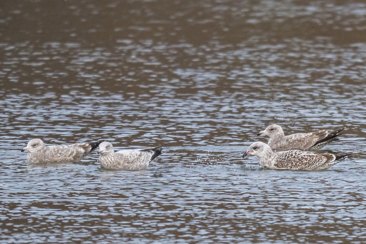 アメリカセグロカモメ - ML647297218