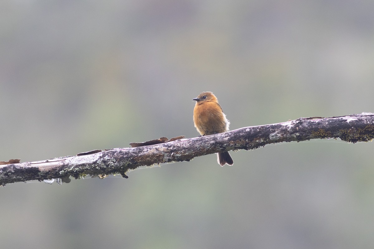 ニッケイハエトリ - ML647297219