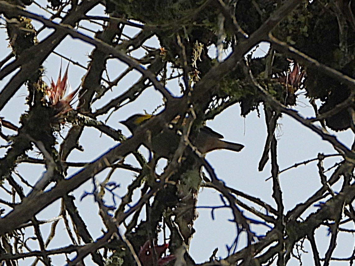 キガシラフウキンチョウ - ML647297220