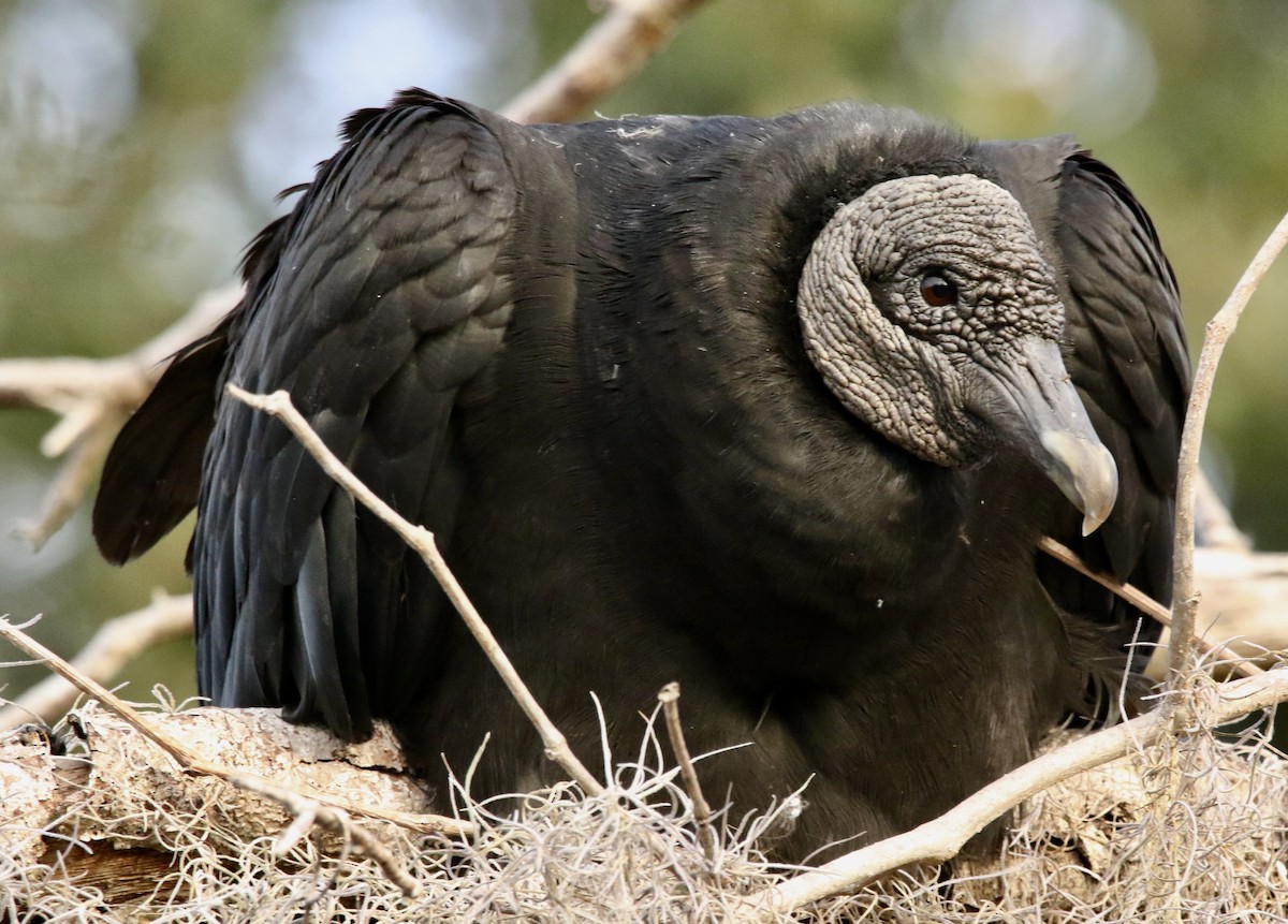 クロコンドル - ML647297221