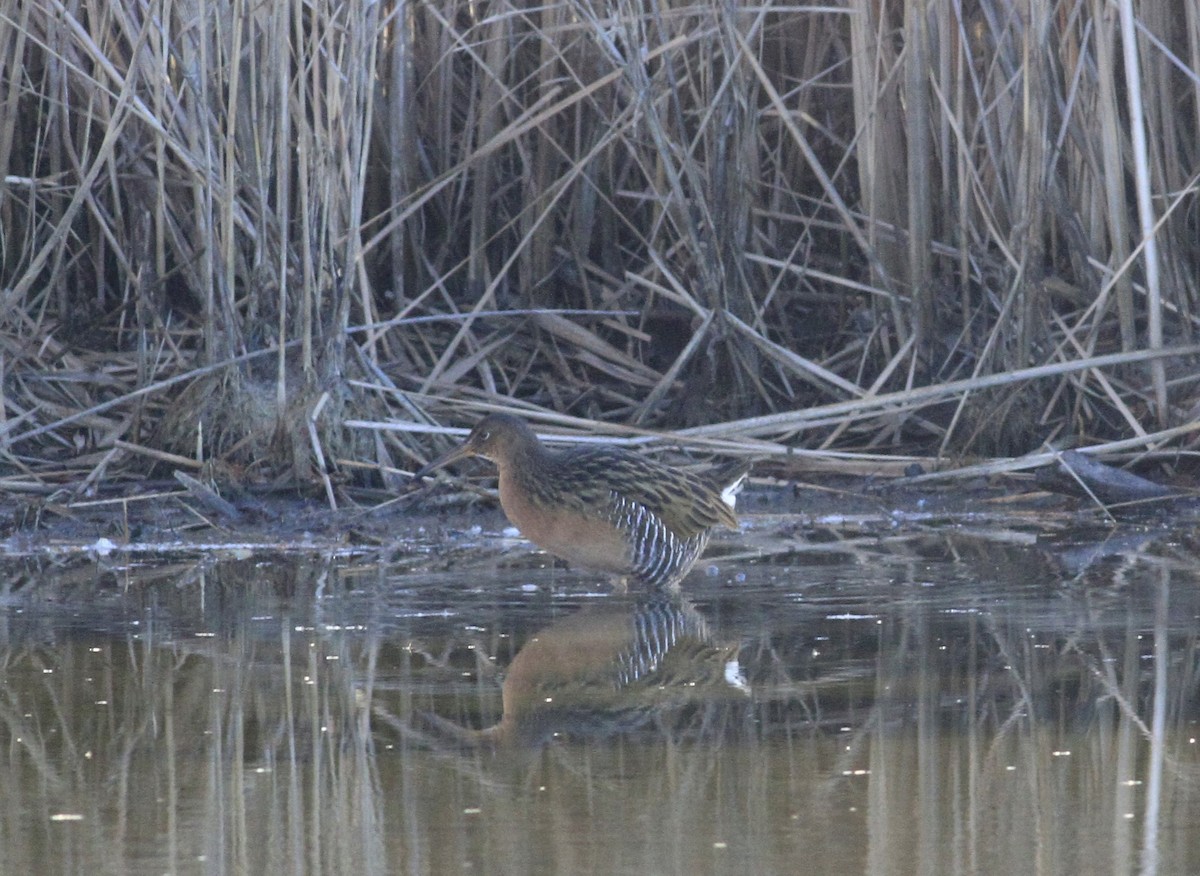 オウサマクイナ - ML647297222