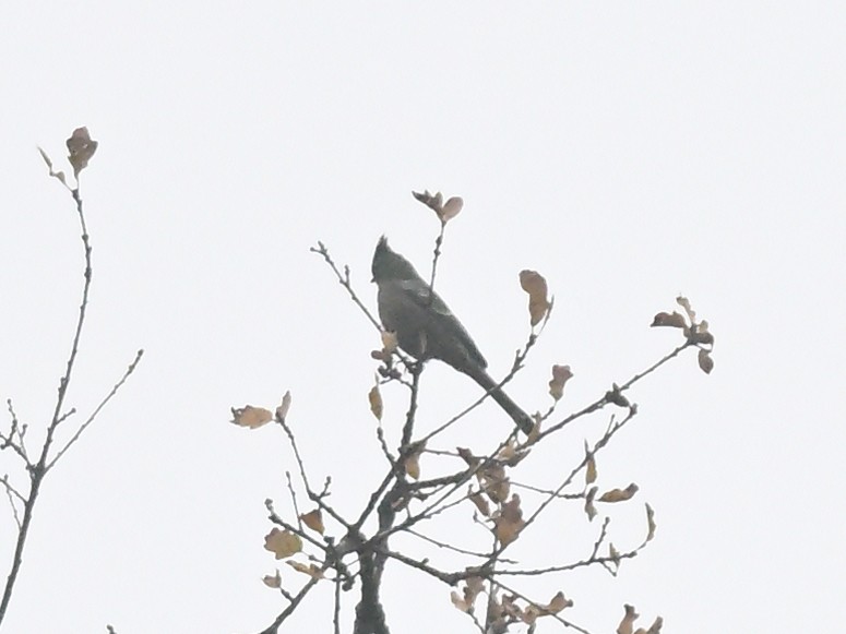 レンジャクモドキ - ML647297223