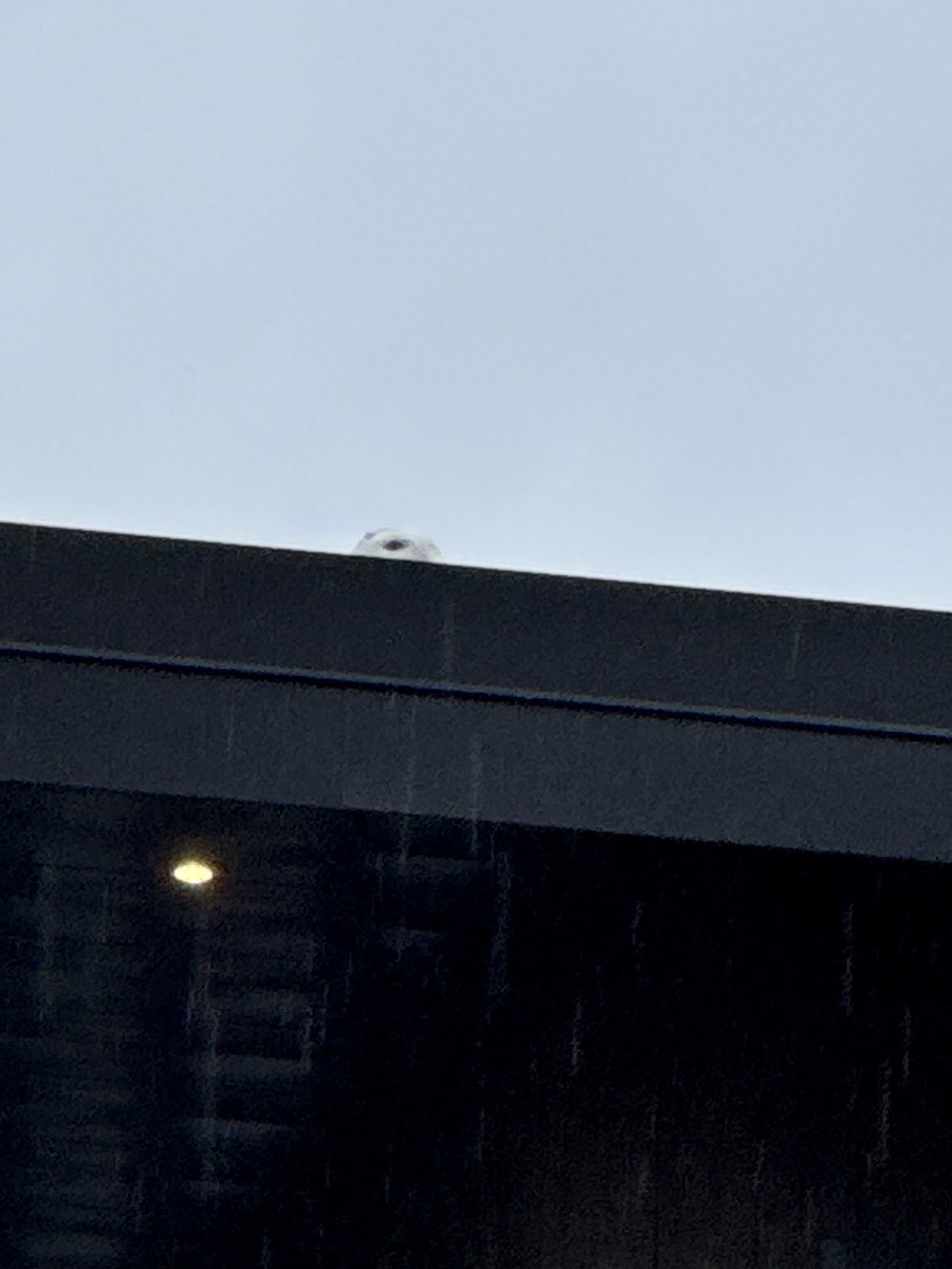 シロフクロウ - ML647297224