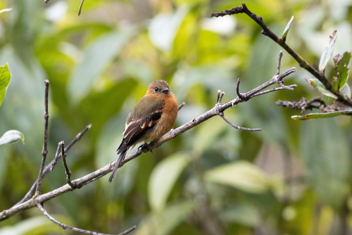 ニッケイハエトリ - ML647297225