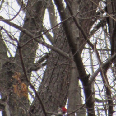 エボシクマゲラ - ML647297226