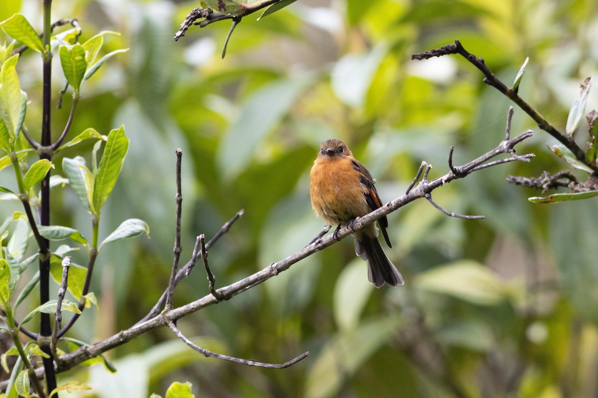 ニッケイハエトリ - ML647297227