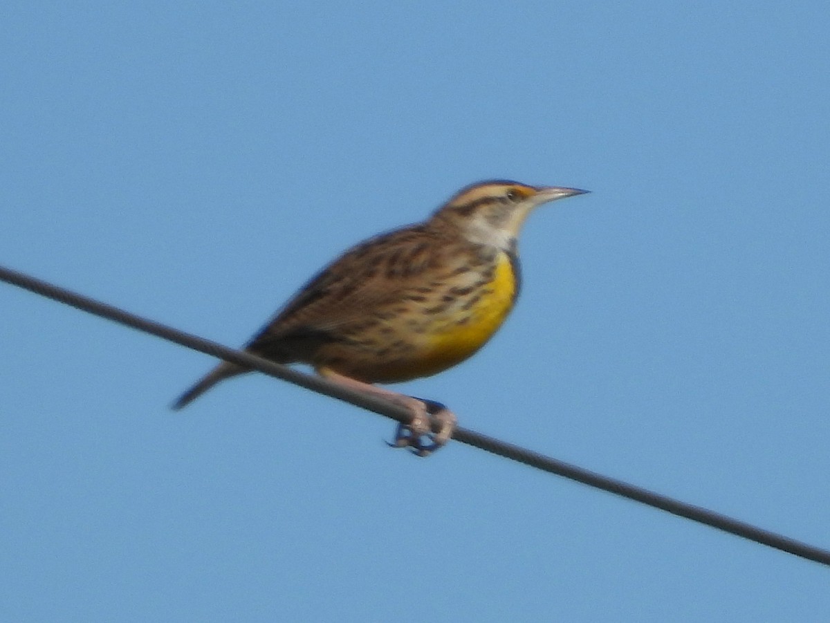 ヒガシマキバドリ - ML647297228