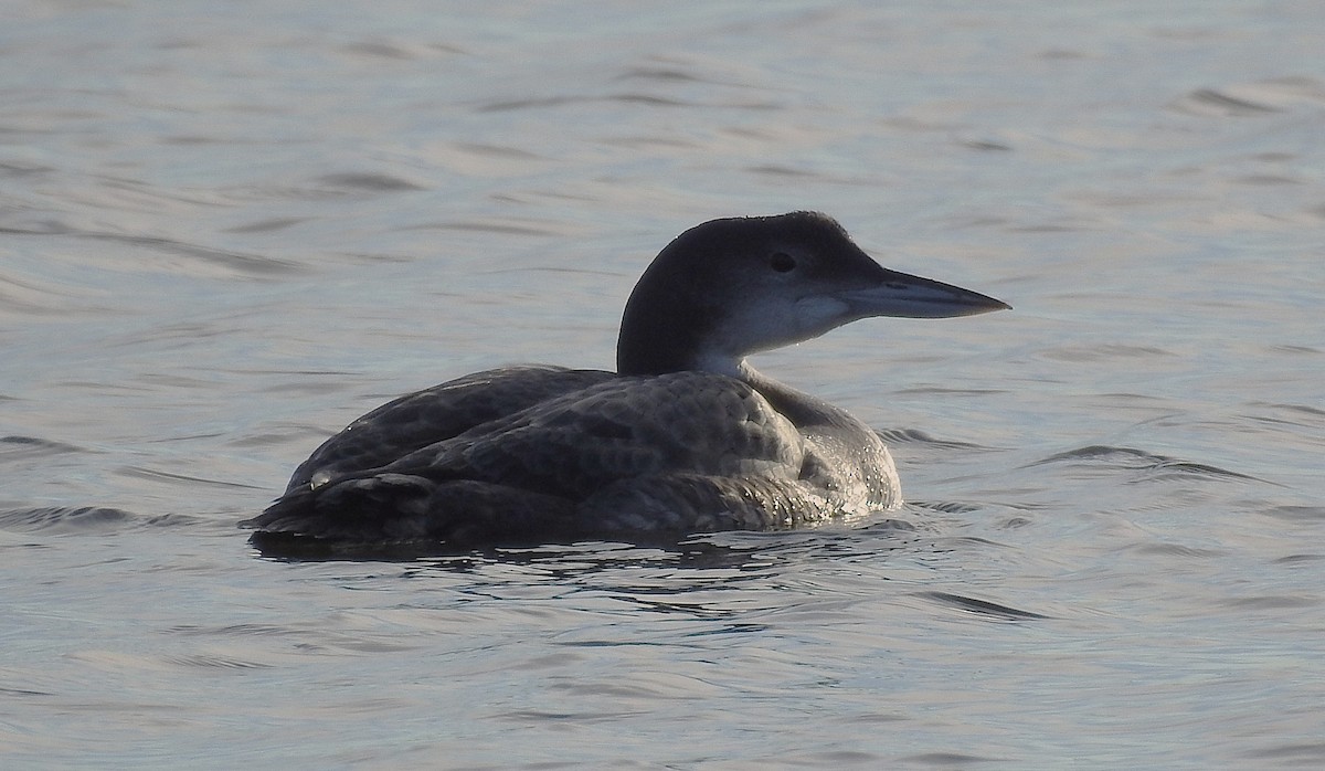 ハシグロアビ - ML647297230