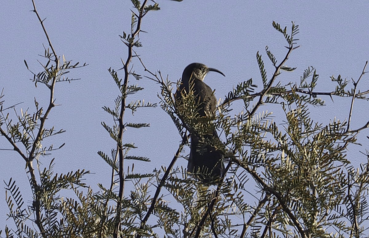 アカハラツグミモドキ - ML647297231