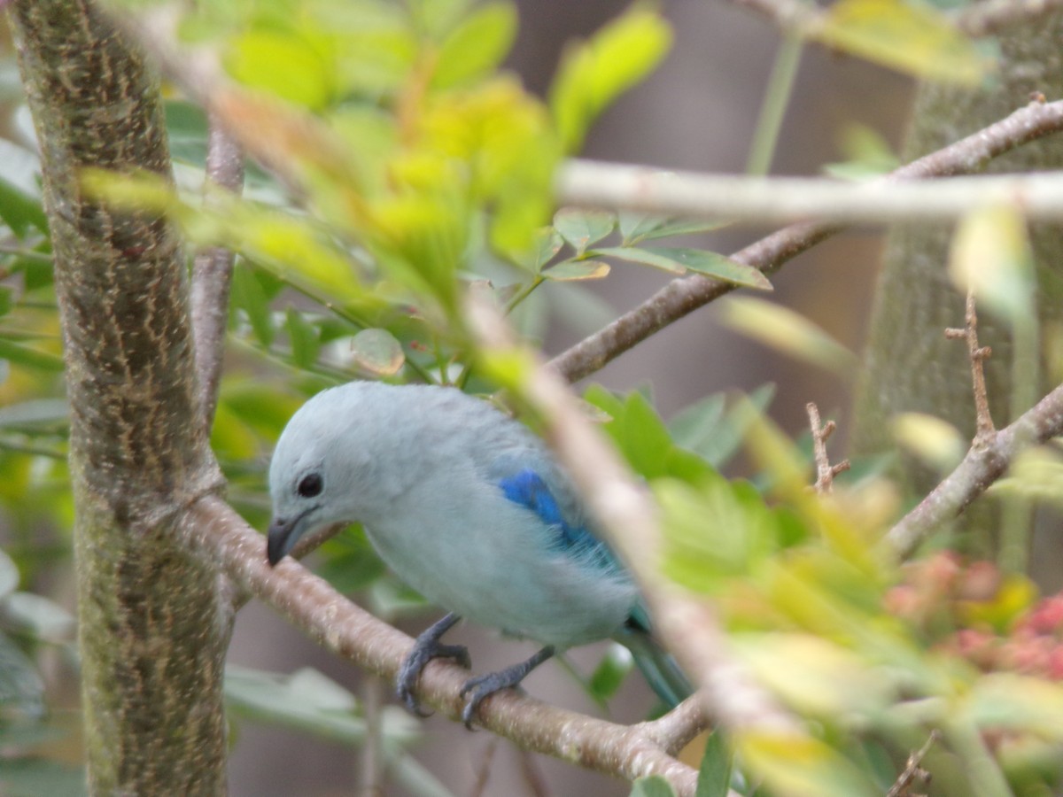 ソライロフウキンチョウ - ML647297234