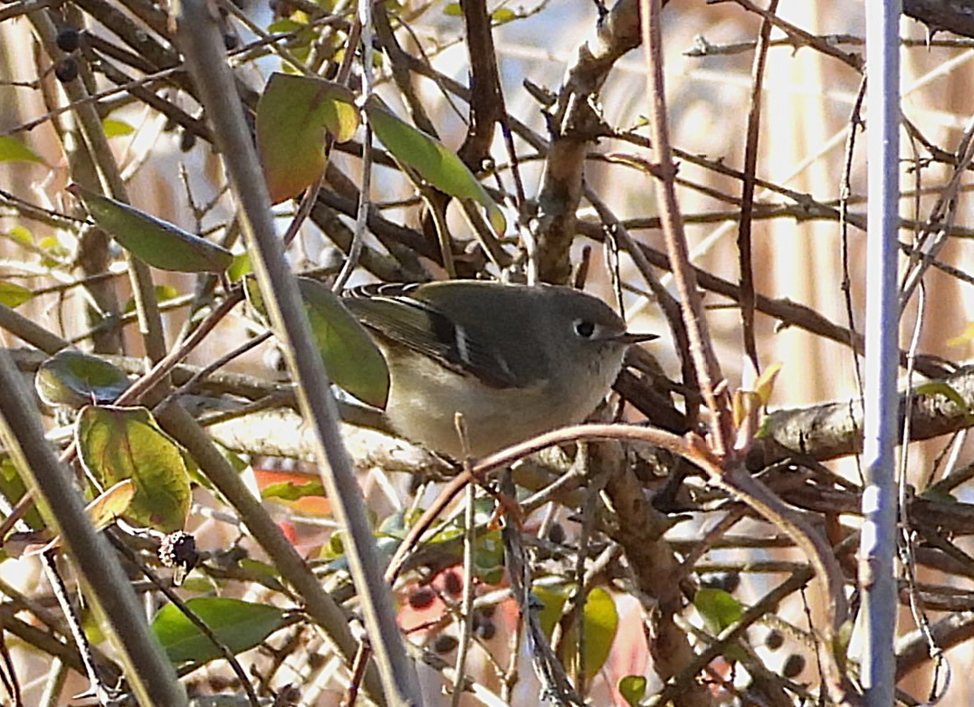 ルビーキクイタダキ - ML647297235