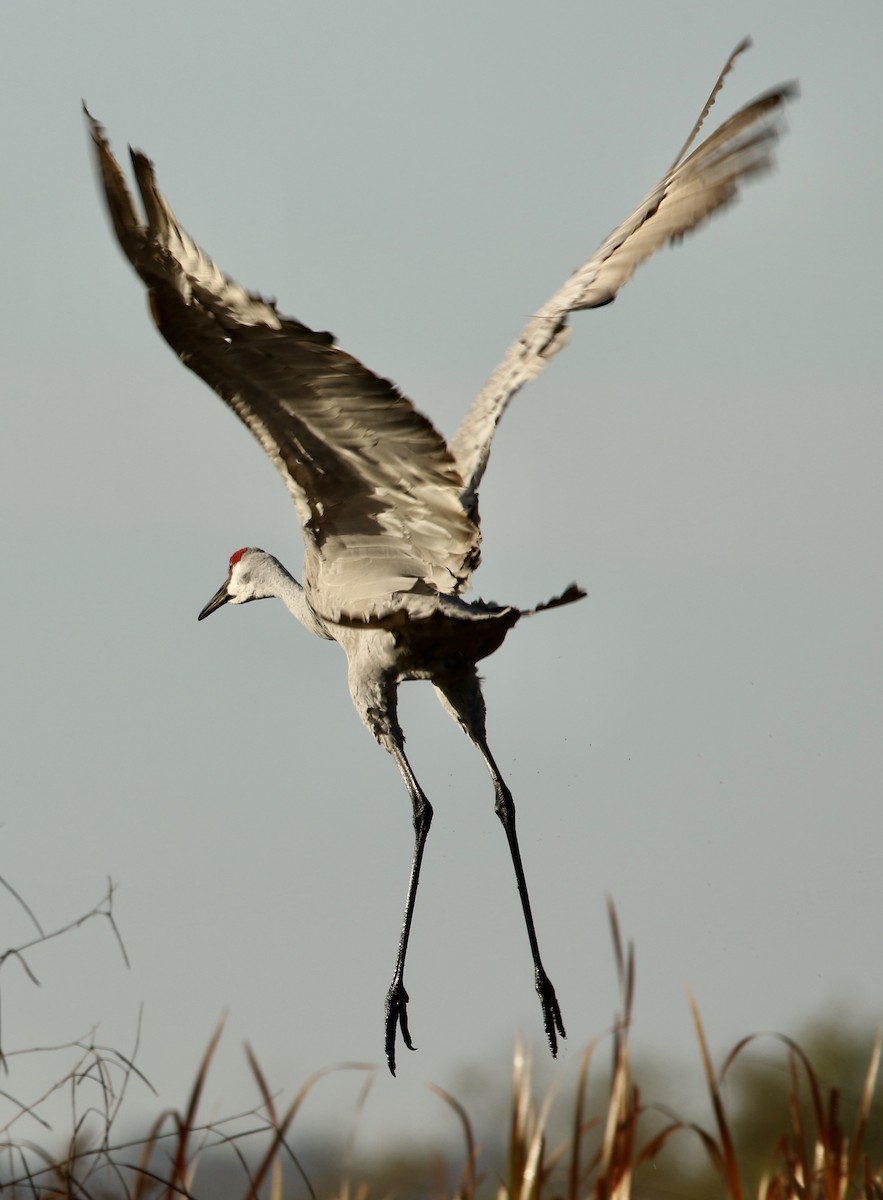 カナダヅル - ML647297236