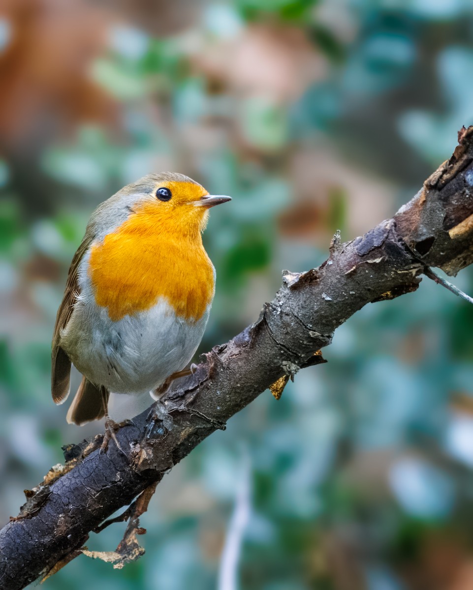 ヨーロッパコマドリ - ML647297237