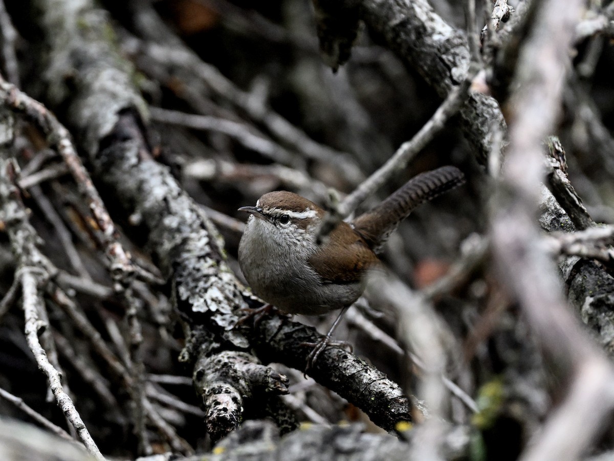 シロハラミソサザイ - ML647297239