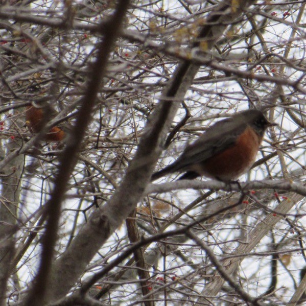 コマツグミ - ML647297241