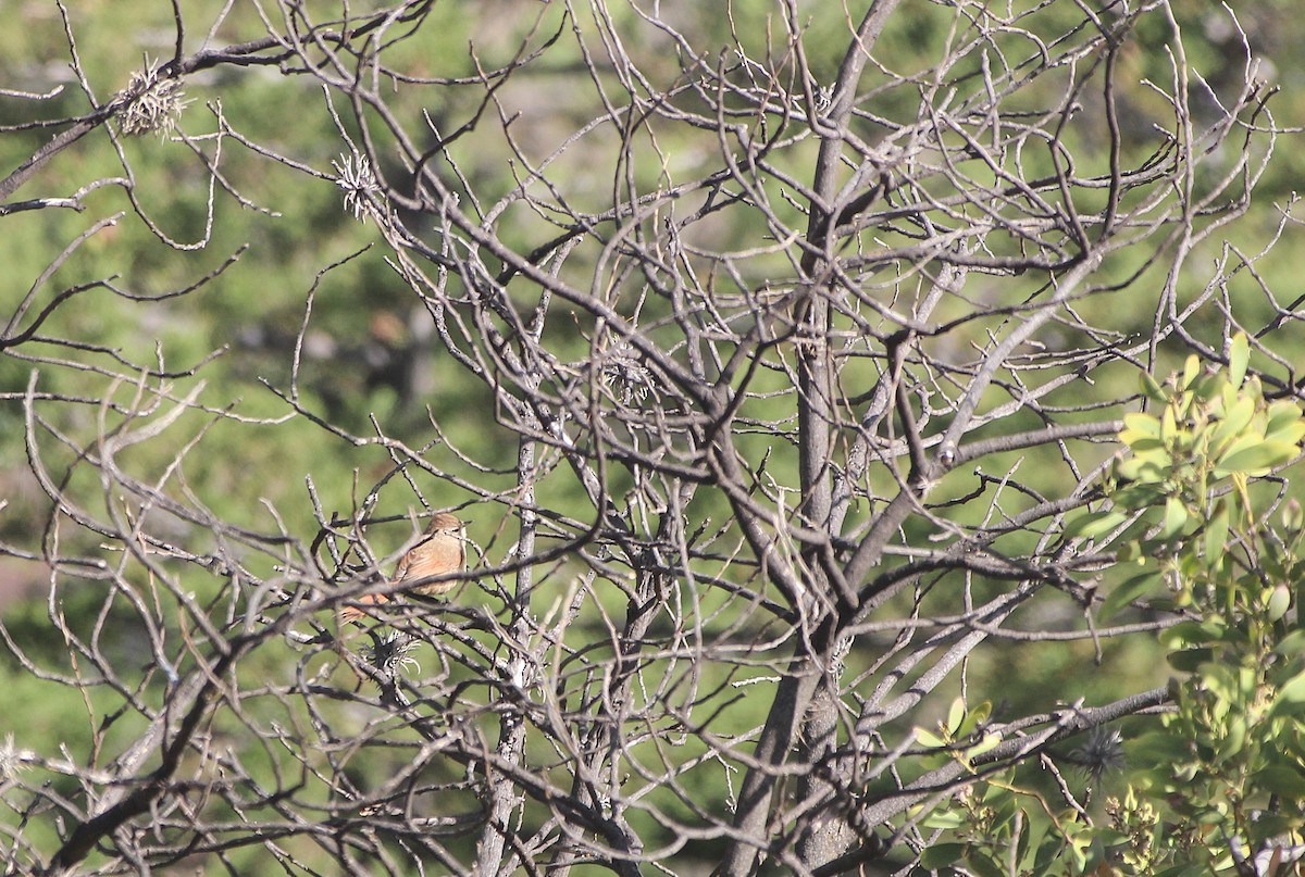 チャボウシエナガカマドドリ - ML647297242