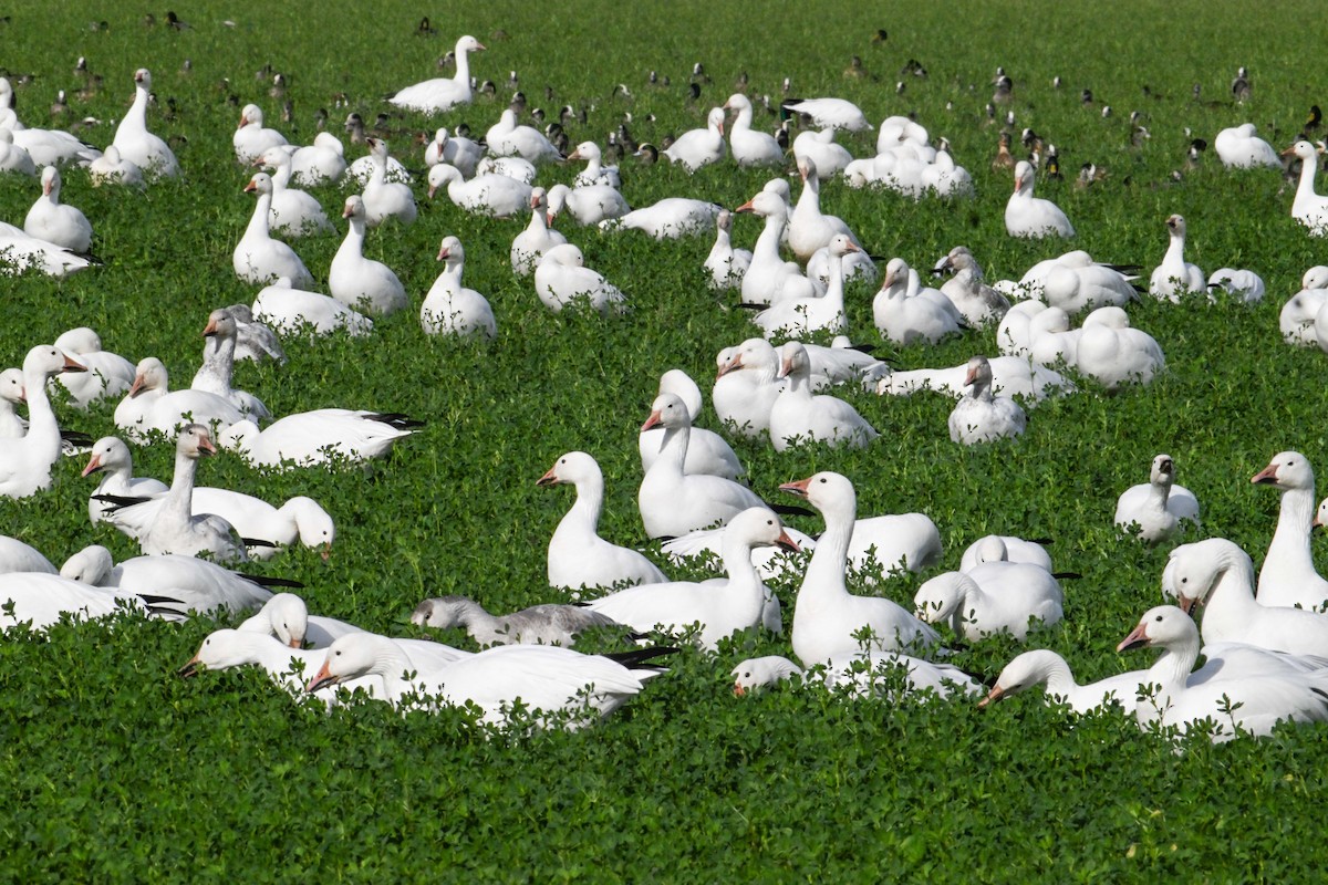 ハクガン - ML647297243