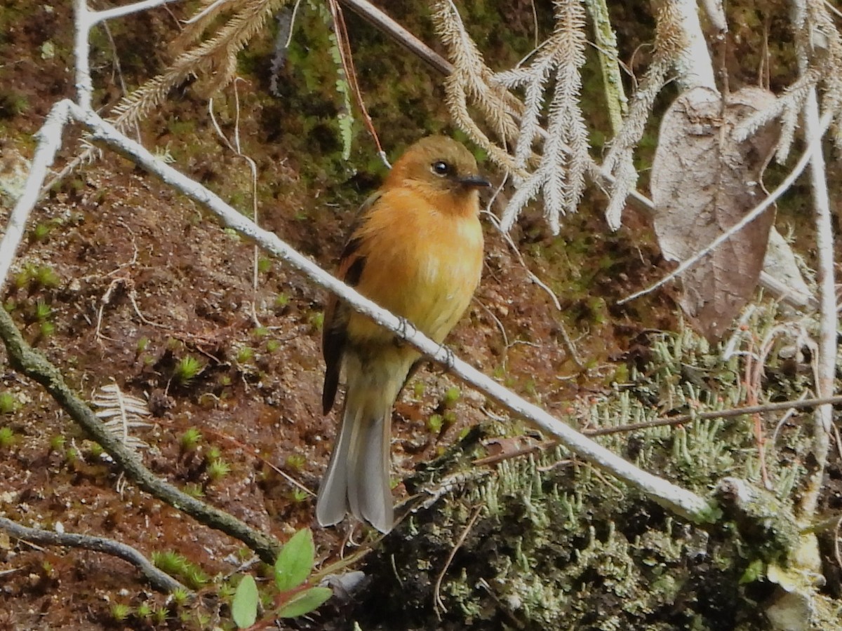 ニッケイハエトリ - ML647297244