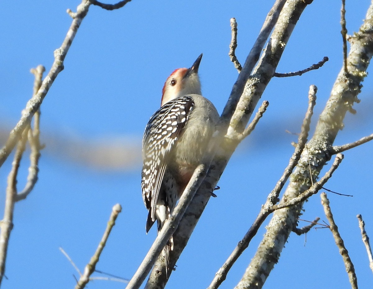 シマセゲラ - ML647297245