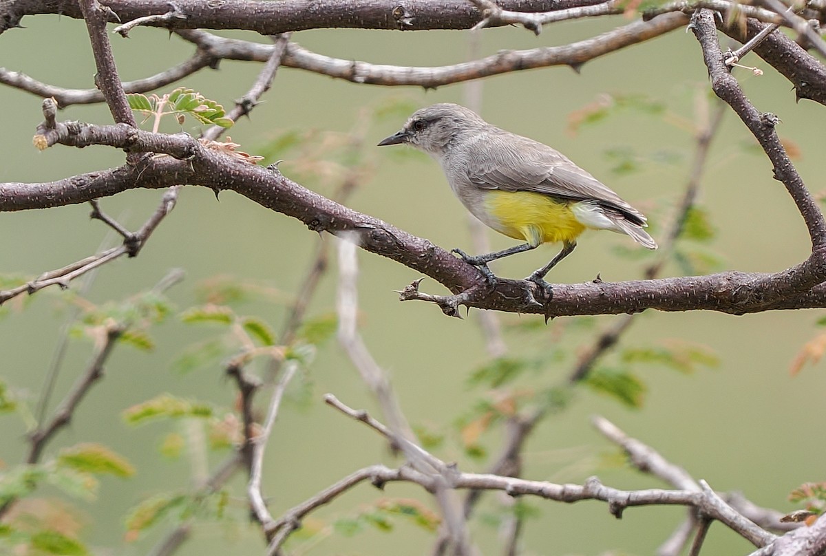 キバラヒメムシクイ - ML647297246