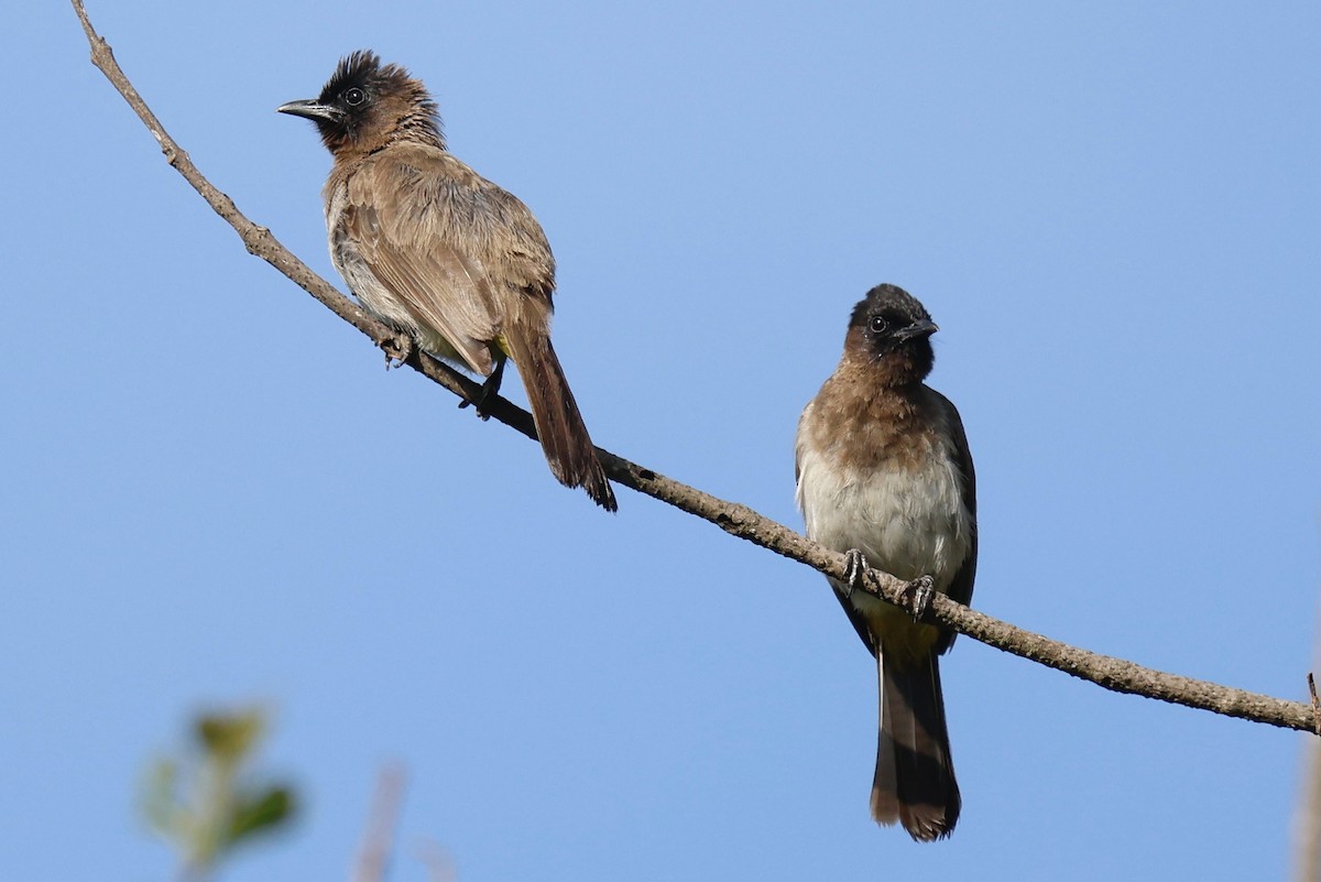 アフリカヒヨドリ（tricolor グループ） - ML647297247