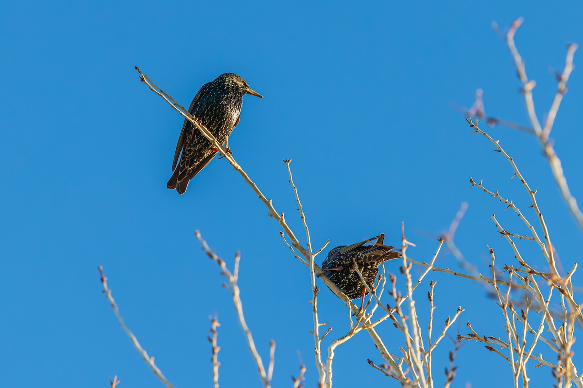 ホシムクドリ - ML647297250