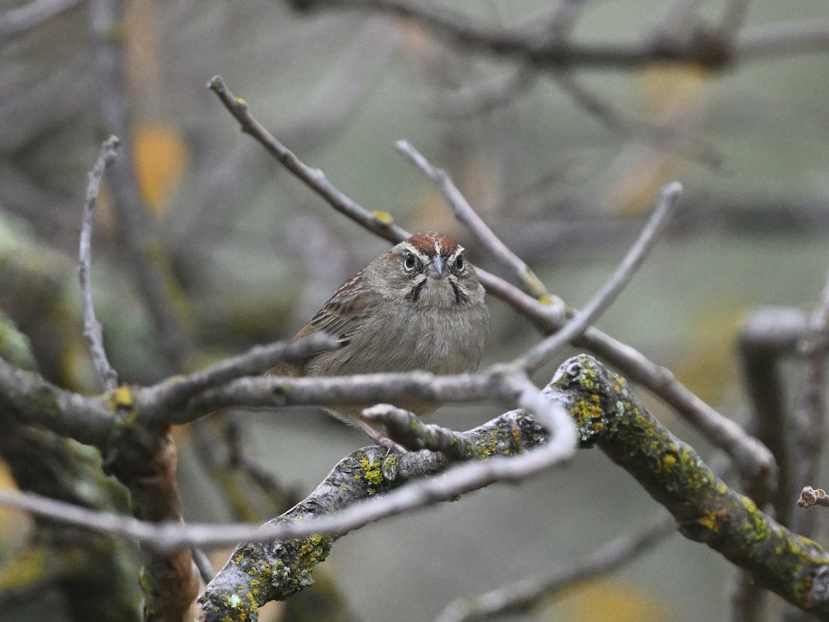 Rufous-crowned Sparrow - ML647297251