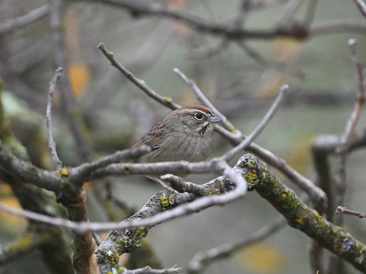 Rufous-crowned Sparrow - ML647297252